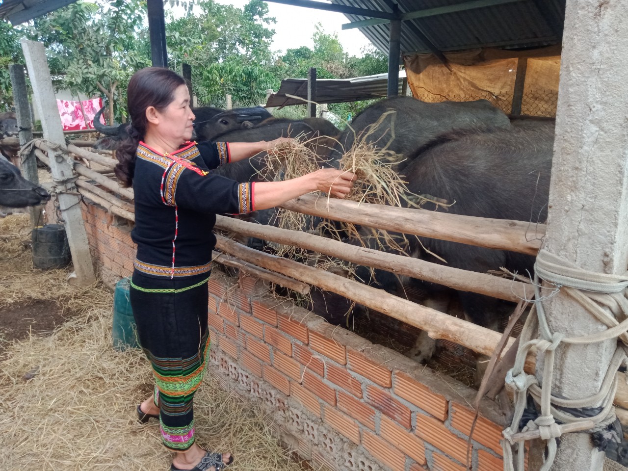 Dang Kang phát triển hiệu quả mô hình nuôi trâu bò theo hộ gia đình